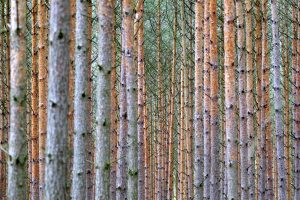 Wald