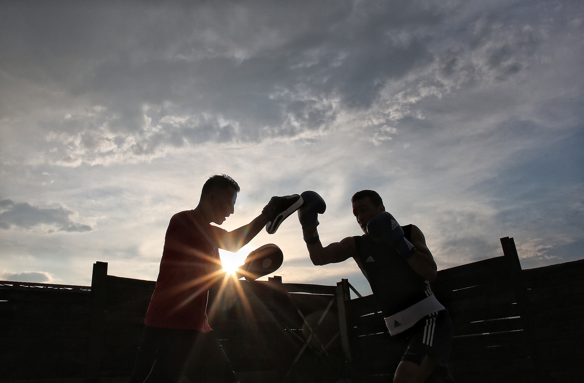 2 Boxer beim Training im Sonnununtergang